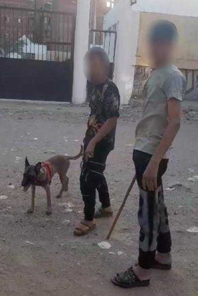 ضبط 7 أشخاص بتهمة الاعتداء على كلب ودهسه بتوك توك في المعادي