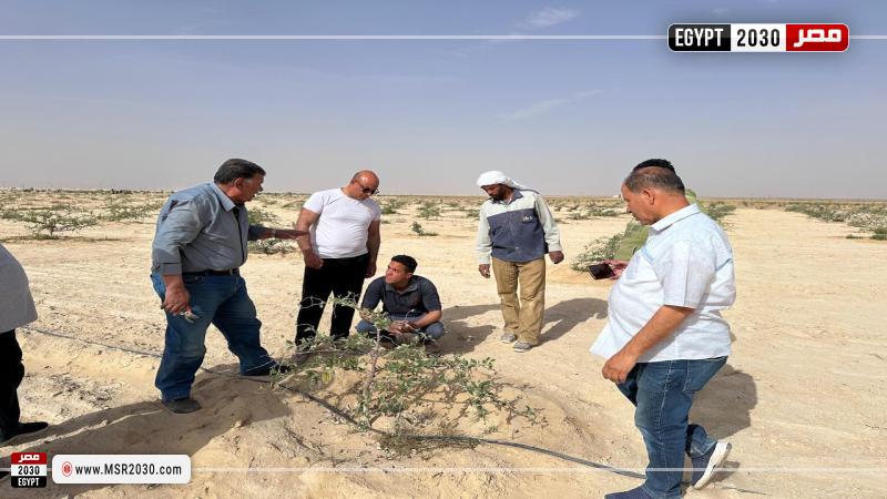 خبراء بحوث الصحراء
