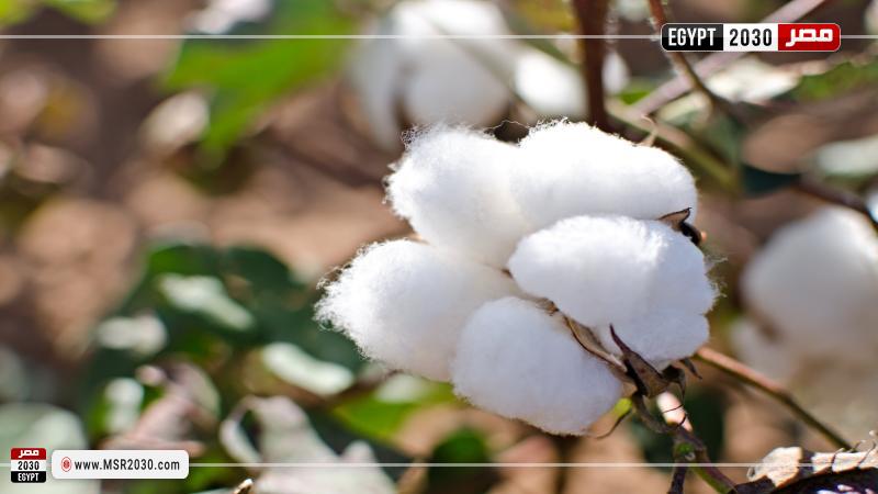 قطن طويل التيلة
