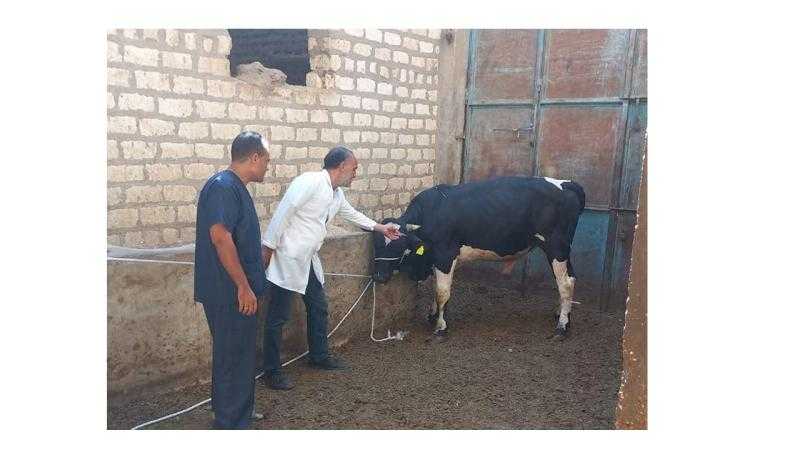 محافظ أسيوط: استمرار فعاليات الحملة القومية للتحصين ضد الحمى القلاعية وحمى الوادي وتحصين أكثر من 26 ألف رأس ماشية