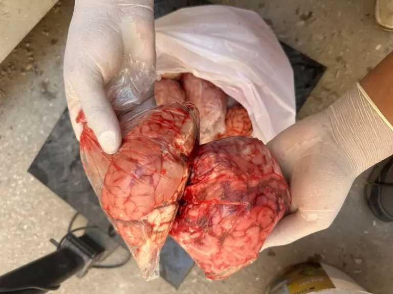 الزراعة: ضبط 209 أطنان لحوم غير صالحة وتحرير 1003 محاضر خلال يناير