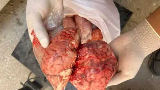 الزراعة: ضبط 209 أطنان لحوم غير صالحة وتحرير 1003 محاضر خلال يناير