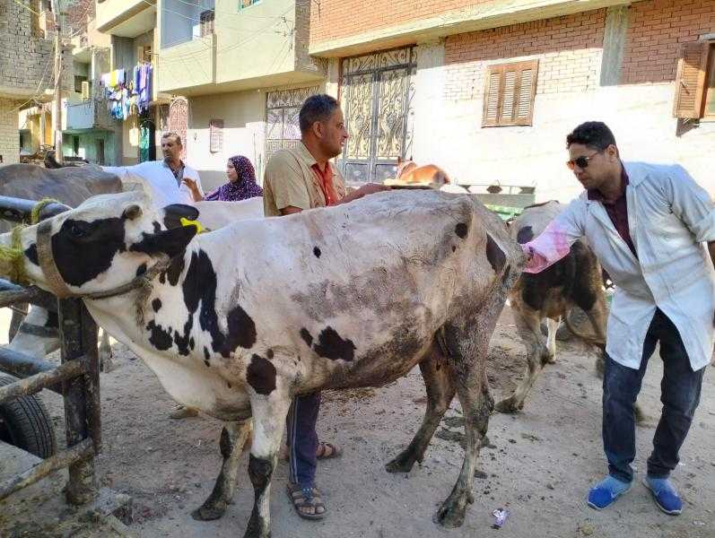 الزراعة تكثّف جهود الرعاية التناسلية والتحسين الوراثي للماشية خلال يوليو