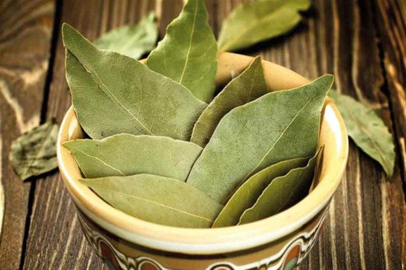 كل ما تود معرفته عن أوراق الجوافة