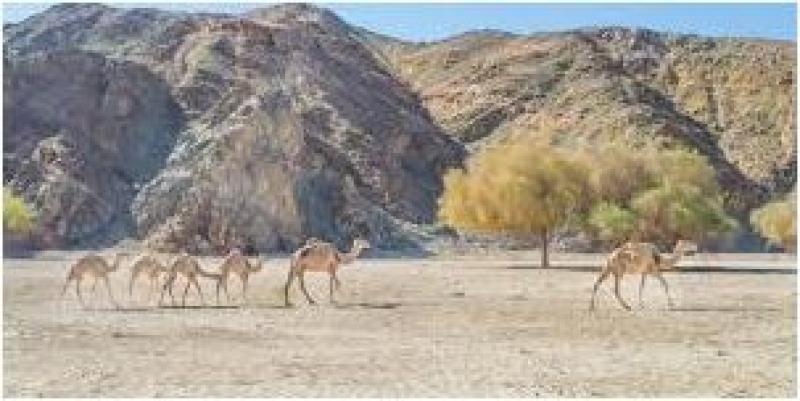 رئيس «شؤون البيئة»: محمية وادي الجمال كنز بيئي عالمي في قلب مصر