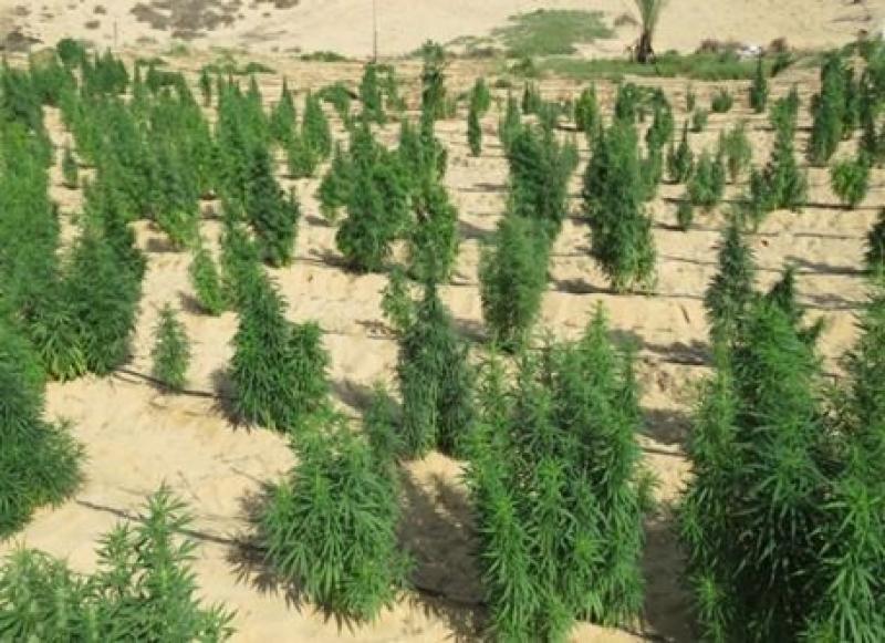 الداخلية تضبط 13 طن هيدرو و145 كيلو حشيش بالإسماعيلية بقيمة 795 مليون جنيه