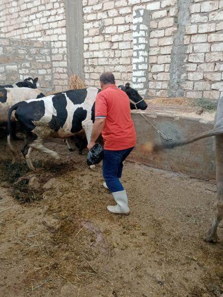محافظة أسيوط 