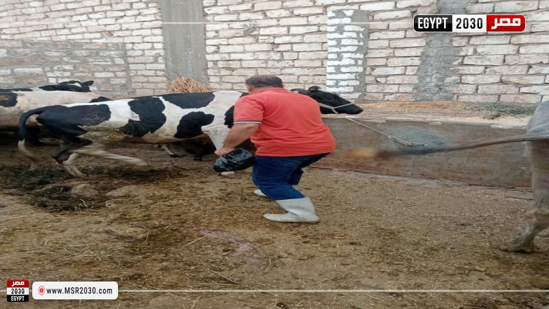 محافظة أسيوط