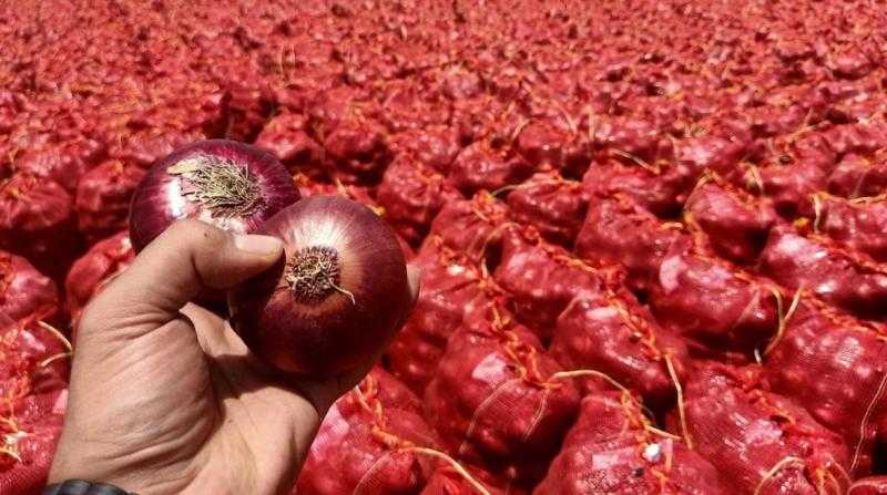 مصر تقتنص المركز الثالث عالميًا في تصدير البصل المجفف لعام 2024