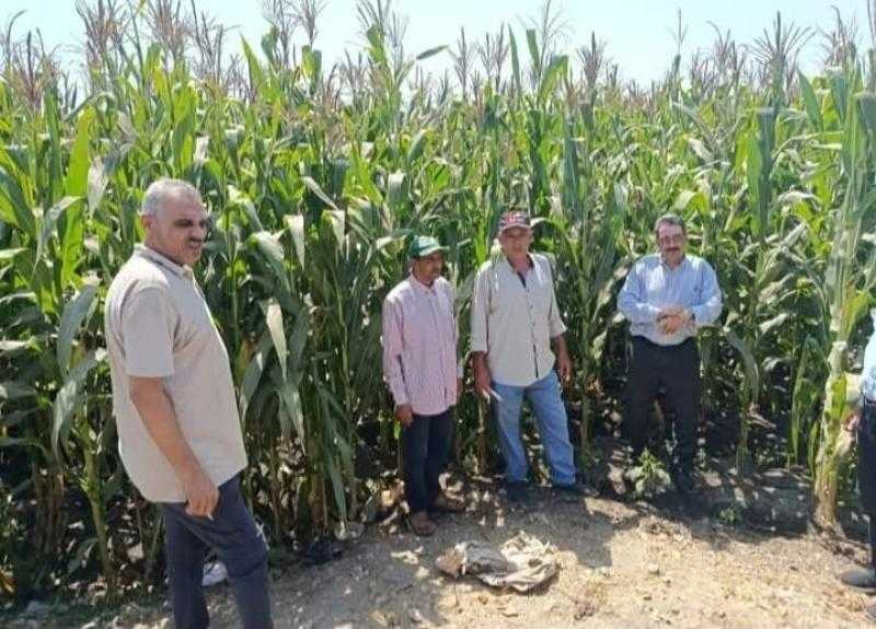 مرور ميداني لزراعة الشرقية للنهوض بالمحاصيل الصيفية بمركزي ديرب نجم والإبراهيمية