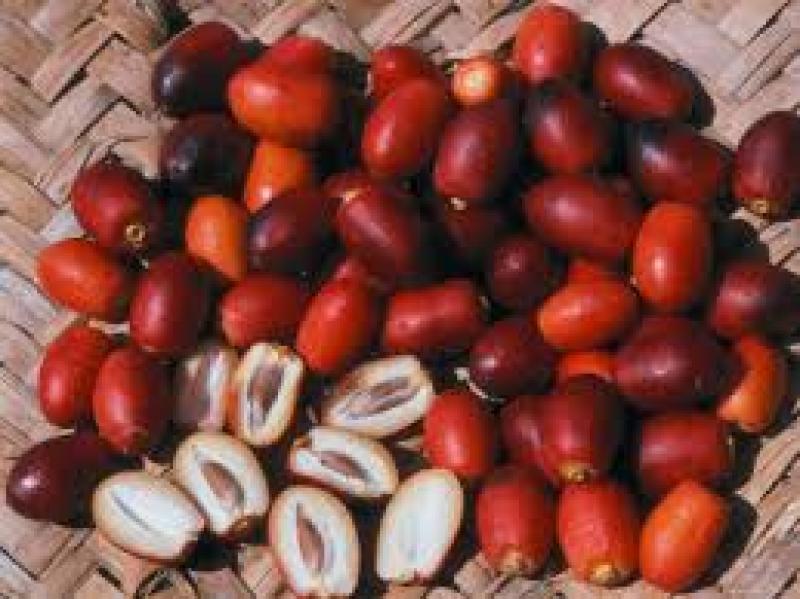 البلح 