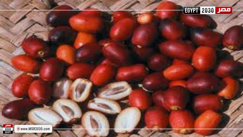 البلح