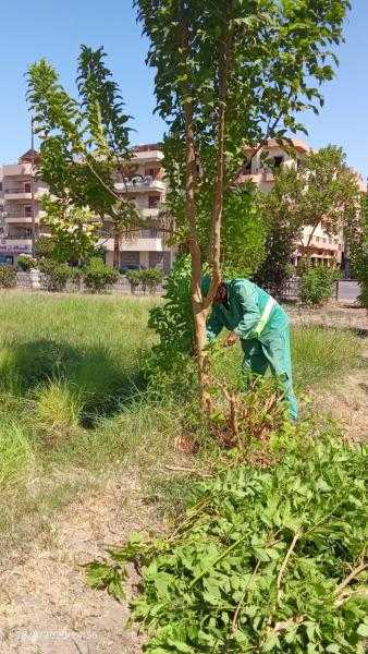 حملة لقص وتهذيب الأشجار بشارع السرب بمنطقة وسط بمدينة الأقصر