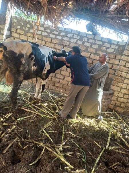 محافظ أسيوط: استمرار فعاليات الحملة القومية للتحصين ضد فيروس SAT-1 لحماية الثروة الحيوانية
