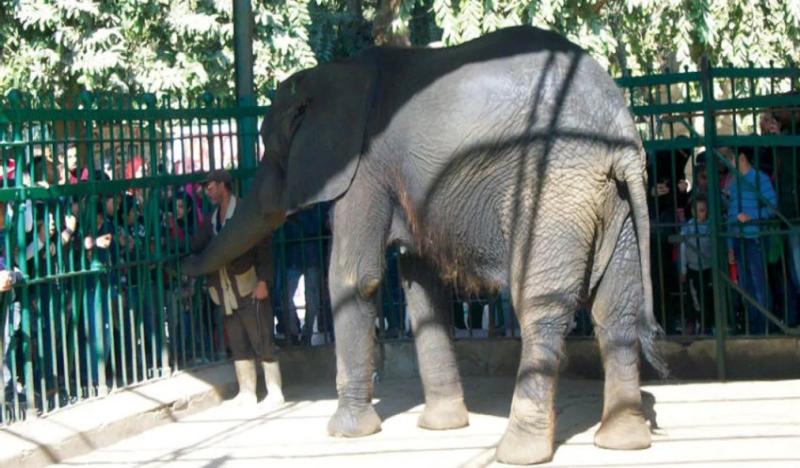 افتتاح حديقة الحيوان لن يكون هذا الشهر.. وهذا هو الموعد المتوقع