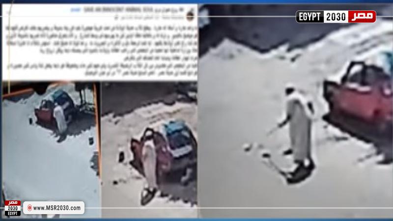 فيديو الاعتداء على كلاب بمدينة نصر
