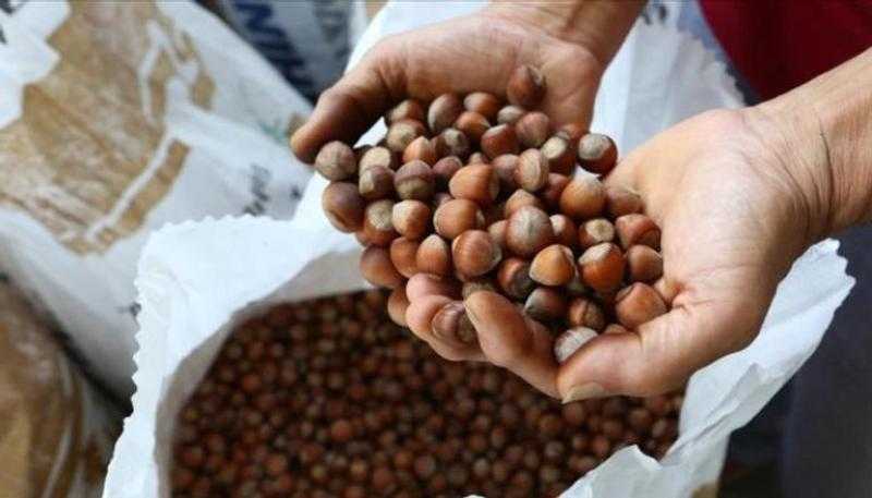 ارتفاع أسعار البندق بسبب أضرار موجة صقيع أبريل على الحصاد في تركيا