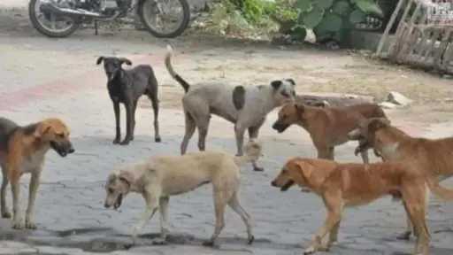 كلب مسعور يعقر فنانا تشكيليا بالساحل