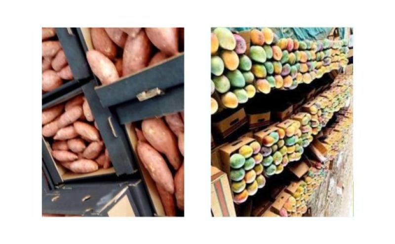 صادرات البطاطا والمانجو 
