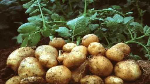 الزراعة: فحص 252 ألف طن مُعدة لتصدير البطاطس.. وإجمالي الموسم يتخطى 660 ألف طن