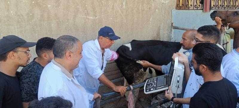 الزراعة تكثّف جهود الرعاية التناسلية والتحسين الوراثي للماشية خلال أغسطس