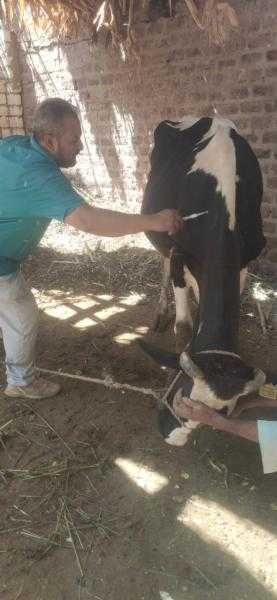 محافظ أسيوط: ختام الأسبوع الرابع من الحملة القومية للتحصين ضد فيروس SAT-1 بتحصين 76 ألف رأس ماشية