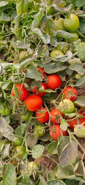 البحوث الزراعية يعلن تسجيل هجن وأصناف محلية جديدة من الطماطم و الفاصوليا والكوسة