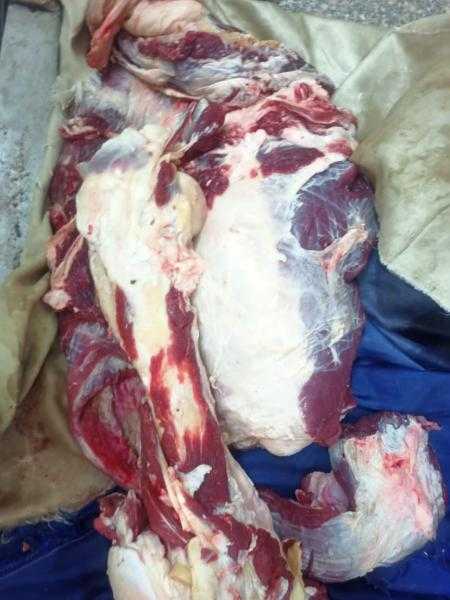 محافظ أسيوط: ضبط لحوم مذبوحة خارج المجازر وتحرير 343 محضرًا متنوعًا خلال حملات تموينية بالمراكز والأحياء