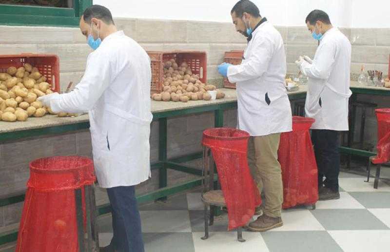 وزير الزراعة: ننفق 200 مليون دولار سنويًا على استيراد تقاوي البطاطس