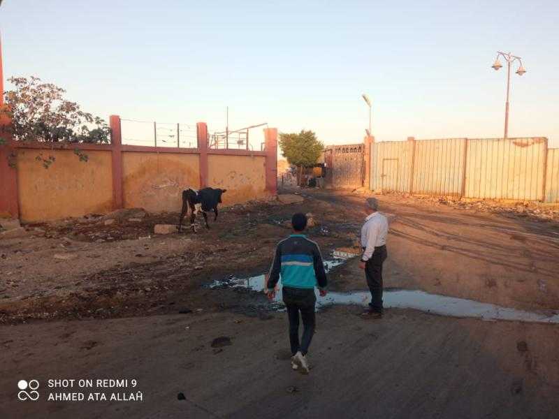 حي الزهور ببورسعيد يواصل حملاته المكبرة لفرض الانضباط ومنع انتشار الماشية في شوارع المحافظة