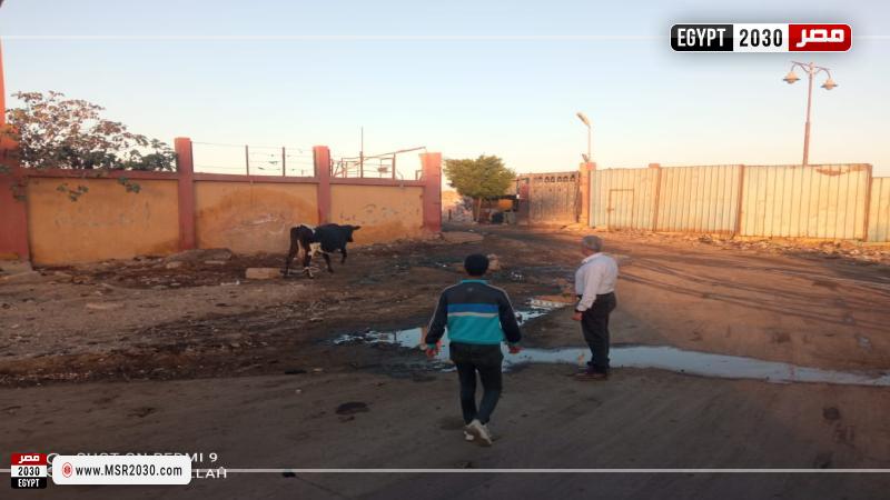 حي الزهور ببورسعيد 