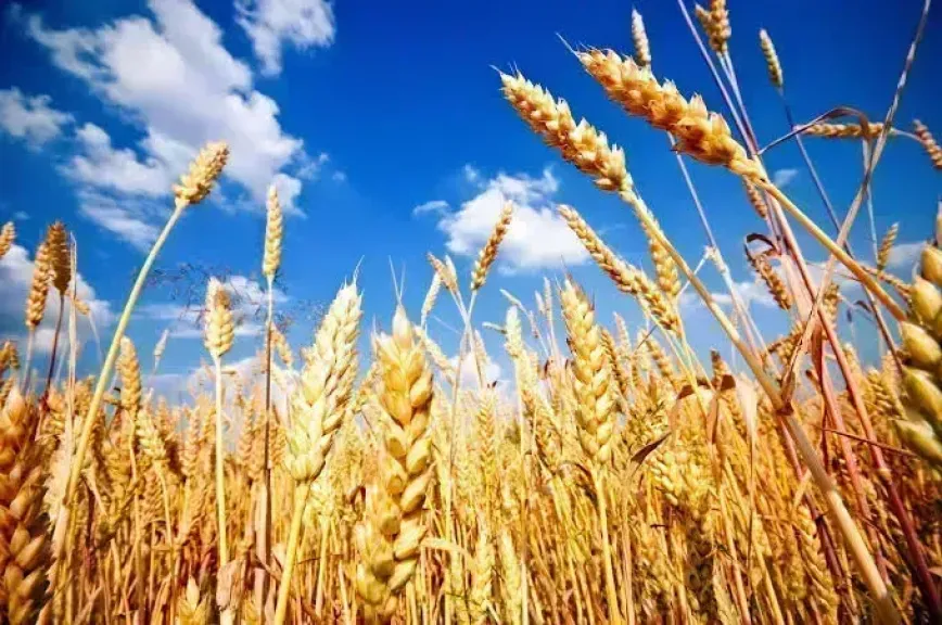 سعر طن القمح