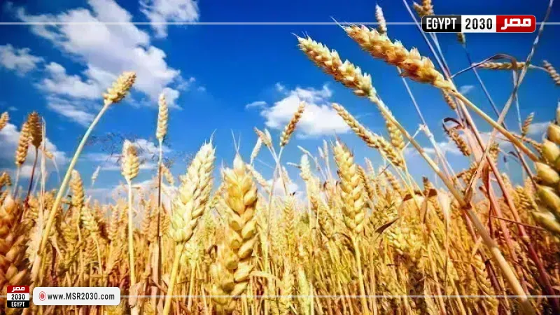 سعر طن القمح