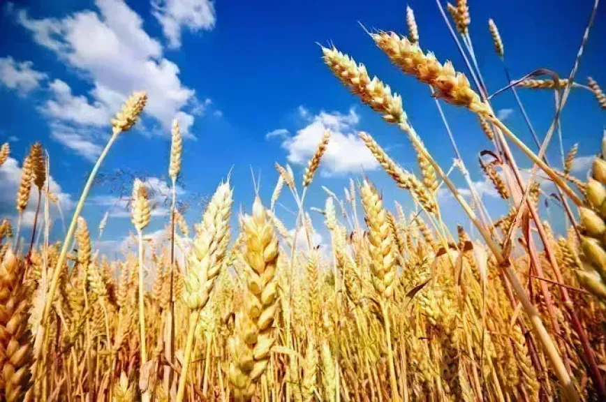 سعر طن القمح