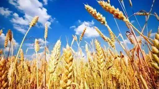 سعر طن القمح اليوم الأحد عند التاجر.. الأردب بكام