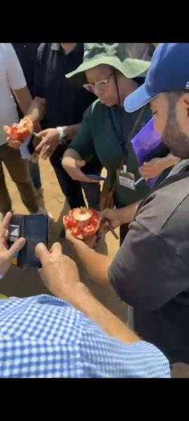 الزراعة: وفد جنوب أفريقي يتفقد منظومة صادرات الرمان المصرية