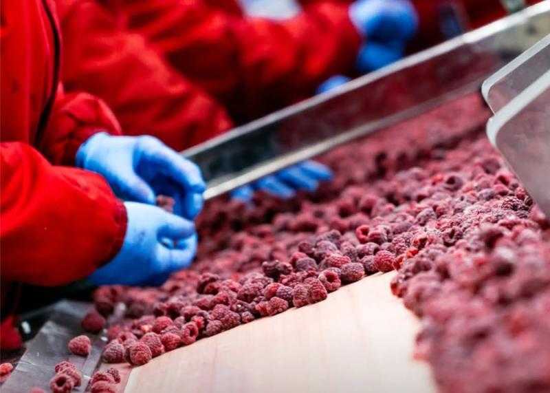 شركتان تطلقان مجمعًا للأغذية المجمدة باستثمارات 25 مليون دولار