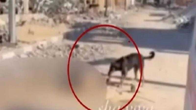 كلب ينهش جثة امرأة بغزة تحول إلى مادة ترفيه.. كاتب إسرائيلي يفضح زيف الأخلاق في إسرائيل