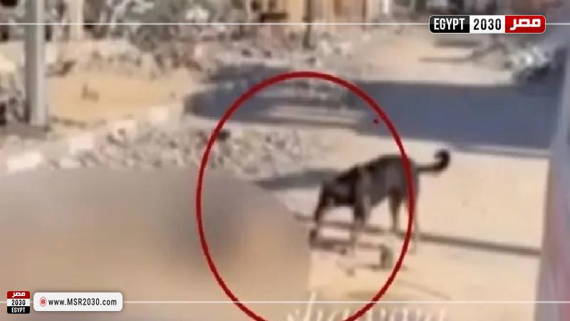 كلب ينهش جثة امرأة بغزة 