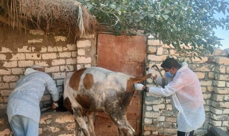 جهود ”الزراعة” للكشف المبكر والسيطرة على الأمراض خلال سبتمبر