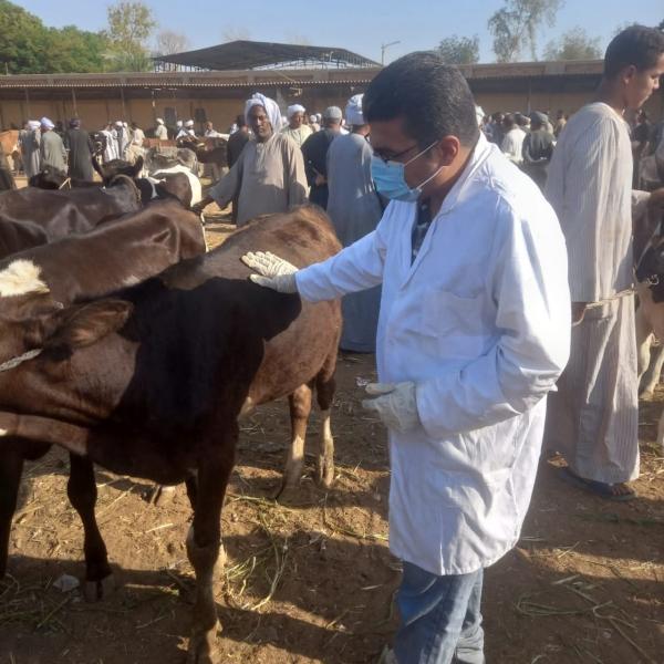 بيطري الأقصر 
