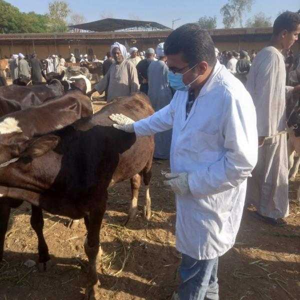 بيطري الأقصر يحصن 21929 رأس من الحيوانات ضد الأمراض الوبائية خلال شهر سبتمبر