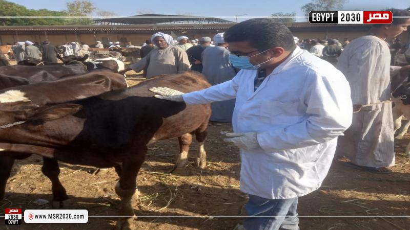 بيطري الأقصر