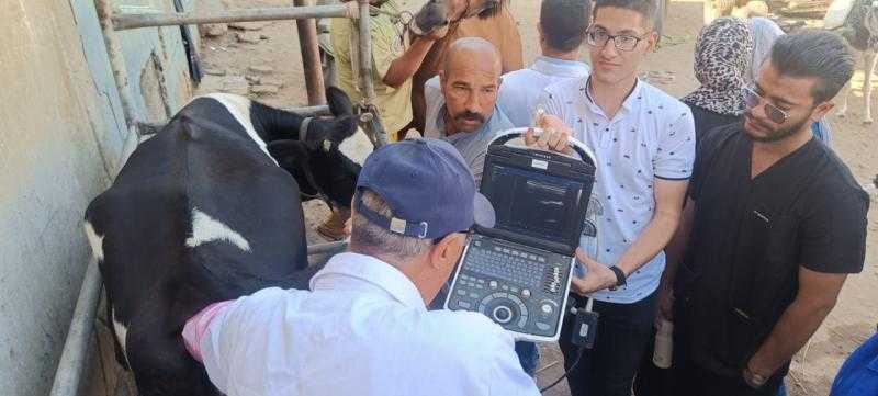 الزراعة تكثّف جهود الرعاية التناسلية والتحسين الوراثي للماشية خلال سبتمبر