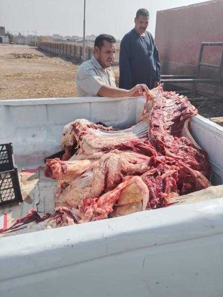 محافظ أسيوط: ضبط ذبيحة غير صالحة للاستهلاك الآدمي تزن 350 كجم خلال حملة مكبرة على أسواق الغنايم