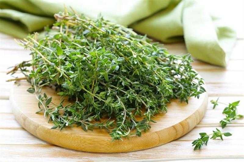 تعرف على أضرار الزعتر