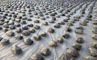 ضبط بؤرة إجرامية خطيرة بالسويس بحوزتها أكثر من... ضبط بؤرة إجرامية خطيرة بالسويس بحوزتها أكثر من 2.2 طن مخدرات بقيمة 150 مليون جنيه