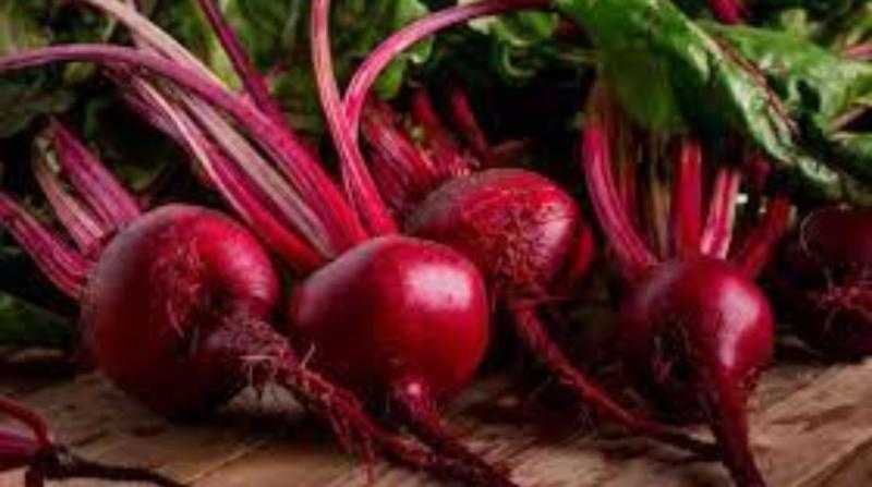 رئيس شعبة السكر: 15% تراجعًا بالأسعار.. وخفض سعر توريد البنجر يهدد الموسم الجديد