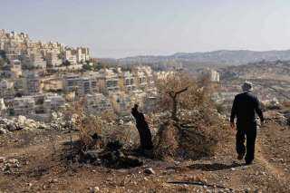 إسرائيل تصدر قرارًا باقتلاع أشجار في قريتين غرب رام الله لأغراض عسكرية