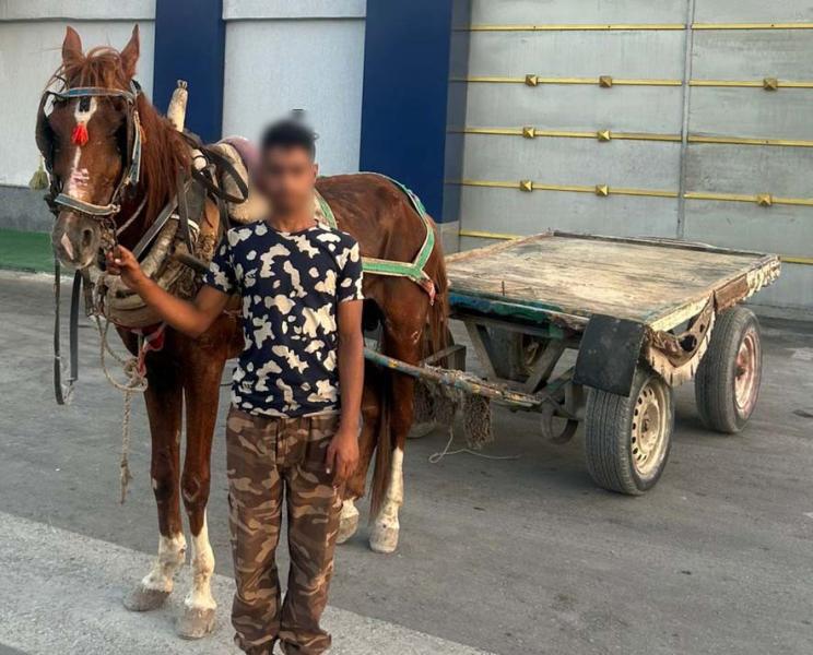 الأمن يكشف ملابسات فيديو اصطدام «عربة كارو» بسيدة أجنبية في شمال سيناء